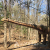 30m long Animatronic Argentinosaurus Moving Dino