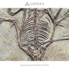 Simulation Dinosaur Skeleton Pterosaur Replica