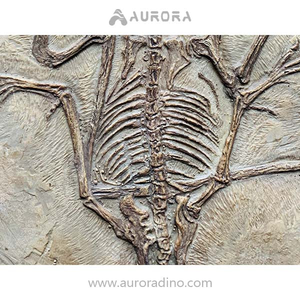 Simulation Dinosaur Skeleton Pterosaur Replica