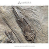 Simulation Dinosaur Skeleton Pterosaur Replica