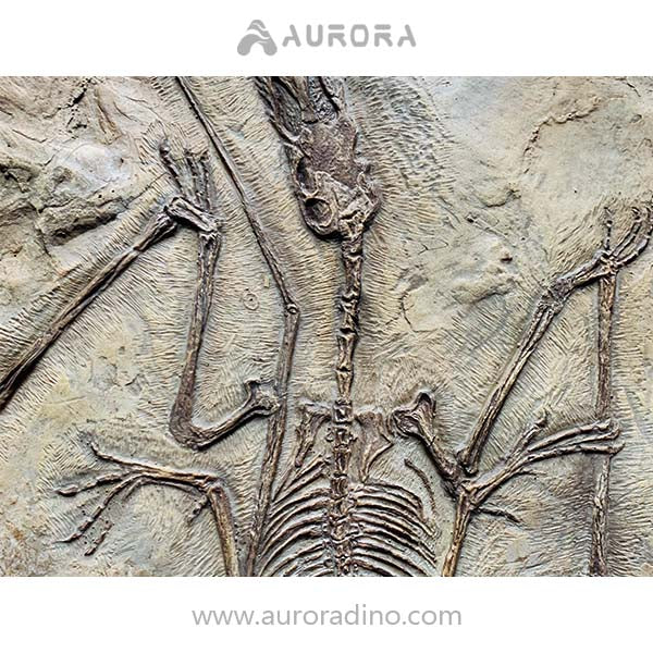Simulation Dinosaur Skeleton Pterosaur Replica