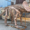 Triceratops Dinosaur Skeleton Replica Factory