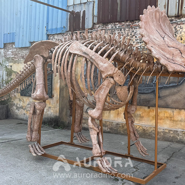 Triceratops Dinosaur Skeleton Replica Factory