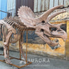 Triceratops Dinosaur Skeleton Replica Factory
