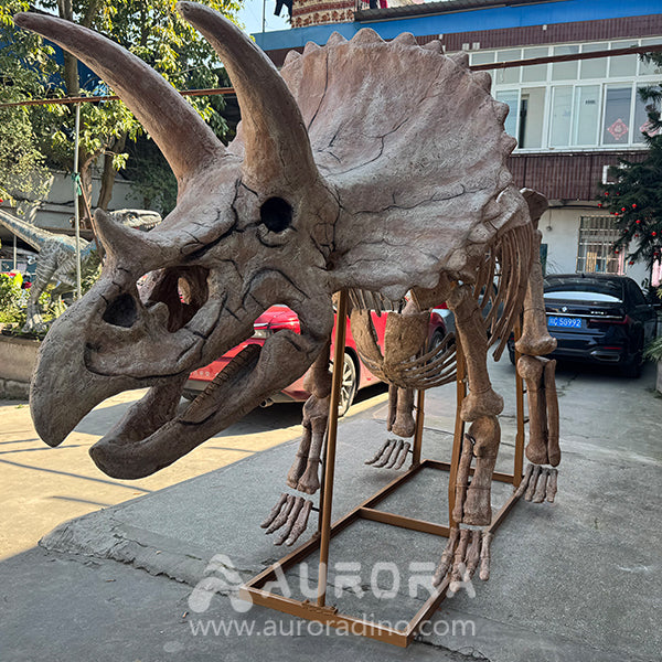 Triceratops Dinosaur Skeleton Replica Factory