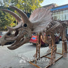 Triceratops Dinosaur Skeleton Replica Factory