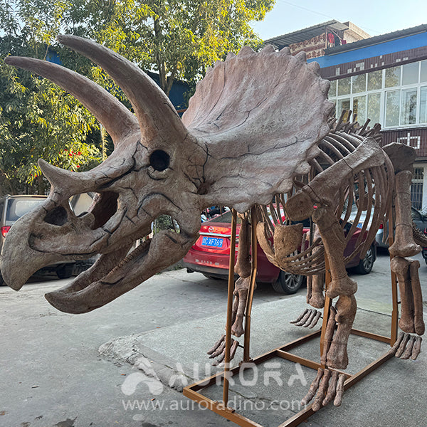 Triceratops Dinosaur Skeleton Replica Factory