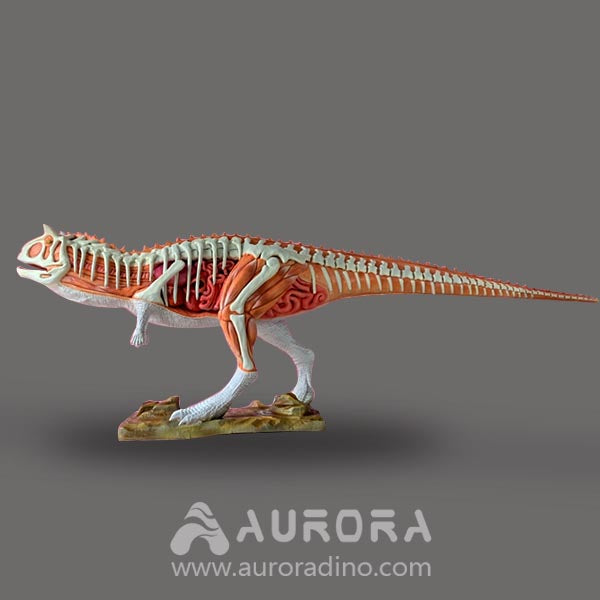 Carnotaurus Skeleton Model Display With Movements