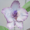 Custom Simulation Artificial Gaint Flower - Phalaenopsis